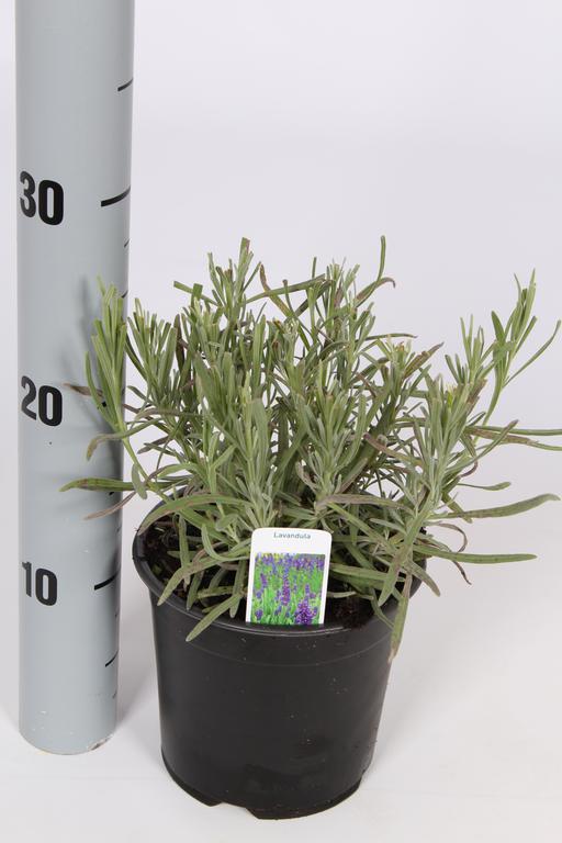 Picture of Lavandula angustifolia P14 WITHOUT-LABEL