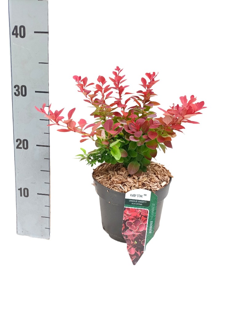 Picture of Berberis thunb. Ruby Star P17 (2 Ltr)