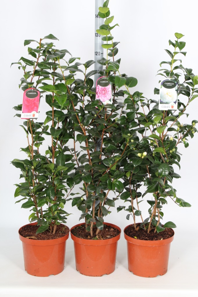 Picture of Camellia japonica in varieties P29 (10 Ltr) 100/+