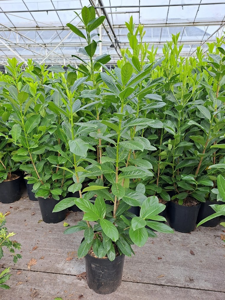 Prunus laur. Rotundifolia