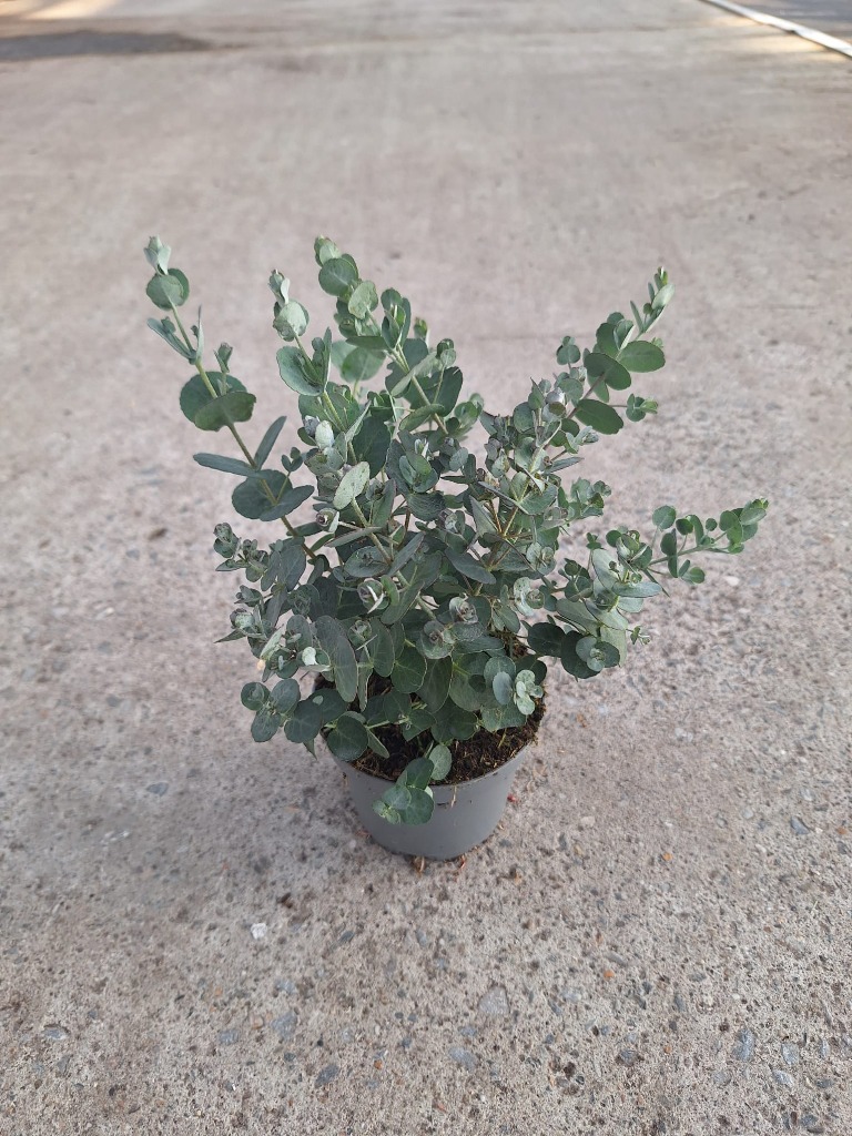Eucalyptus gunni