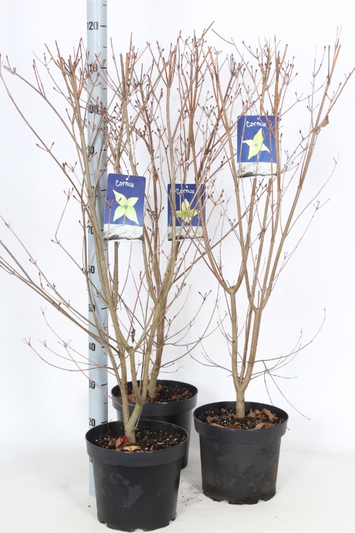 Picture of Cornus kousa in 3 varieties P26 (7.5 Ltr) 80/100