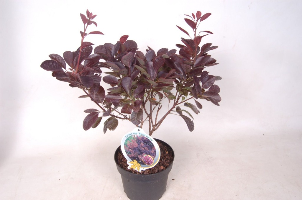 Picture of Cotinus cogg. Royal Purple P19 (3 Ltr)