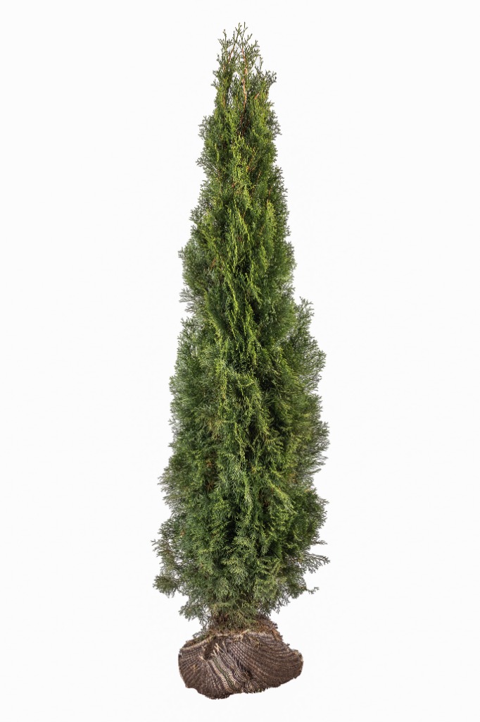 Picture of Thuja plicata Excelsa ROOTBALL 150/175CM