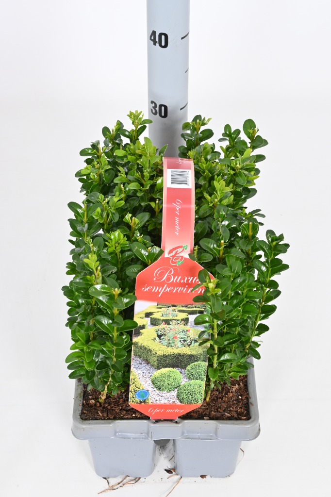 Picture of Buxus sempervirens 6-PACKS XL