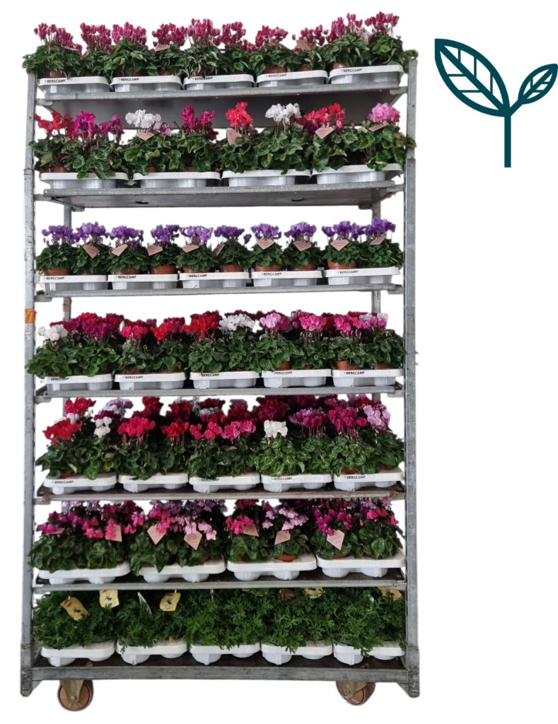Bild von Trolley Deal 2025 Cyclamen + Exclusive varieties p10.5 and Pelargonium Mosquito Fighter p12