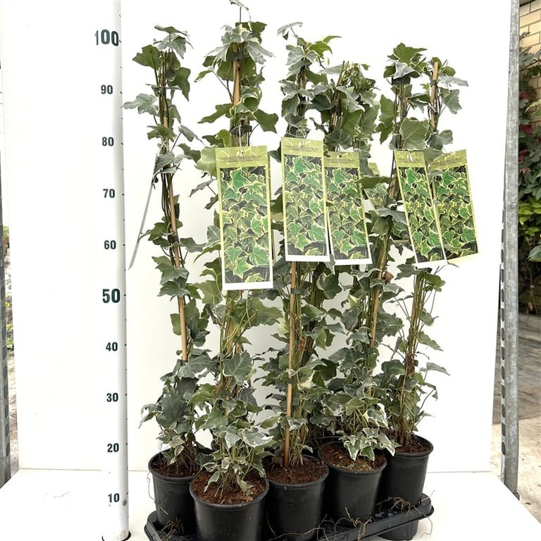 Picture of Hedera hel. Glacier P17-(2.5-LTR) 70/80CM