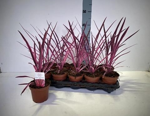 Picture of Cordyline australis Pink Passion P12