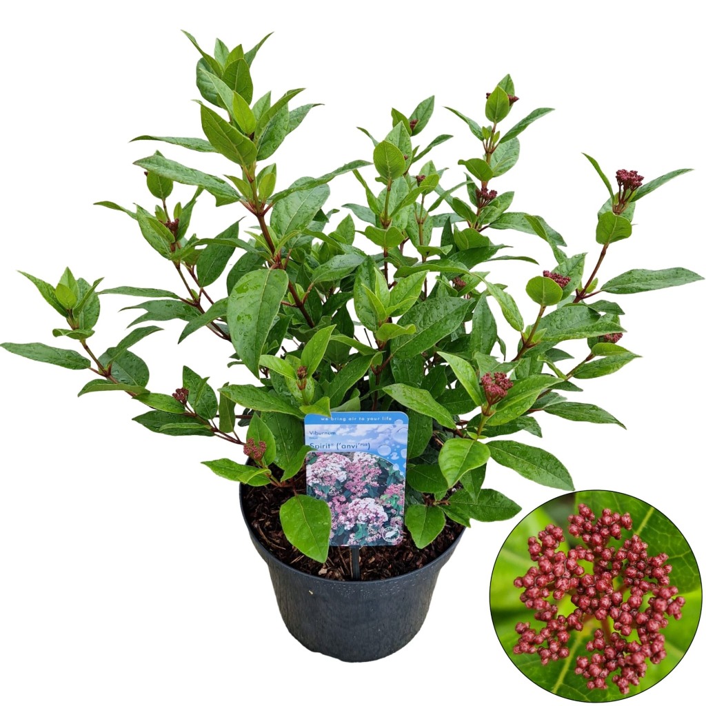 Picture of Viburnum tinus Spirit P26 (7.5 Ltr)