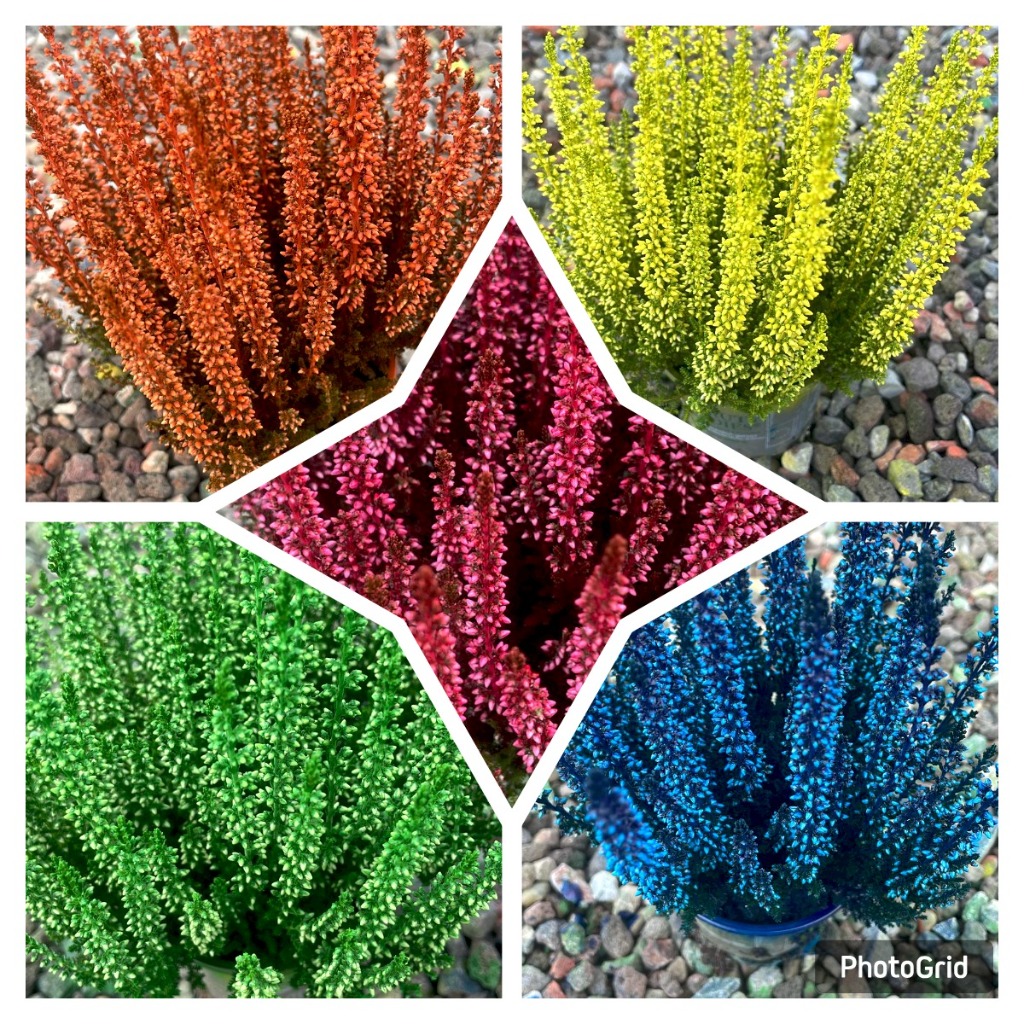 Picture of Calluna Beauty Ladies in varieties painted P9,5 15-CM