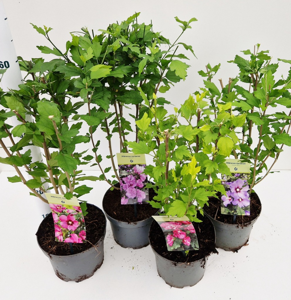 Hibiscus syriacus in varieties