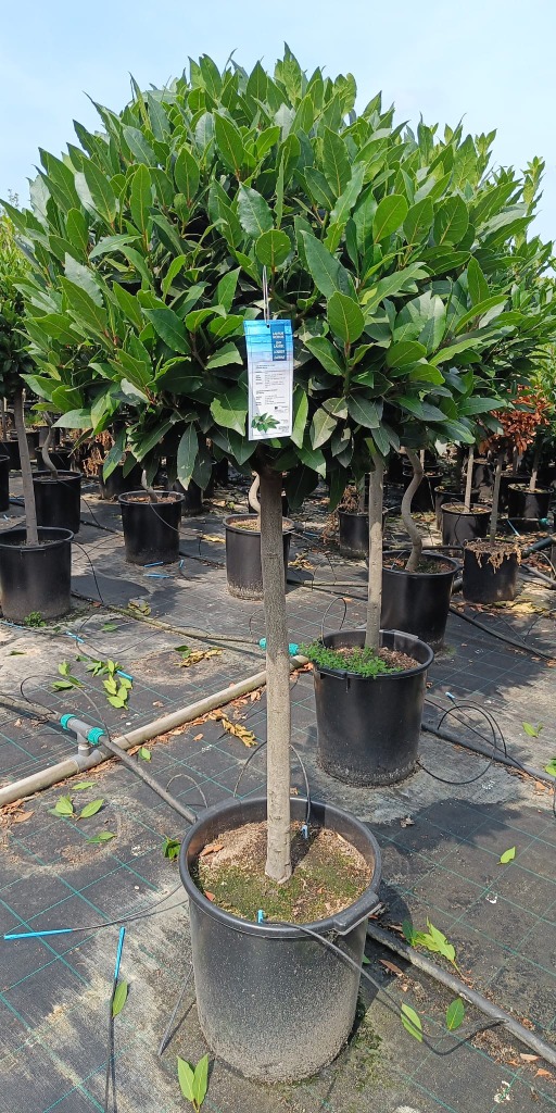 Laurus nobilis