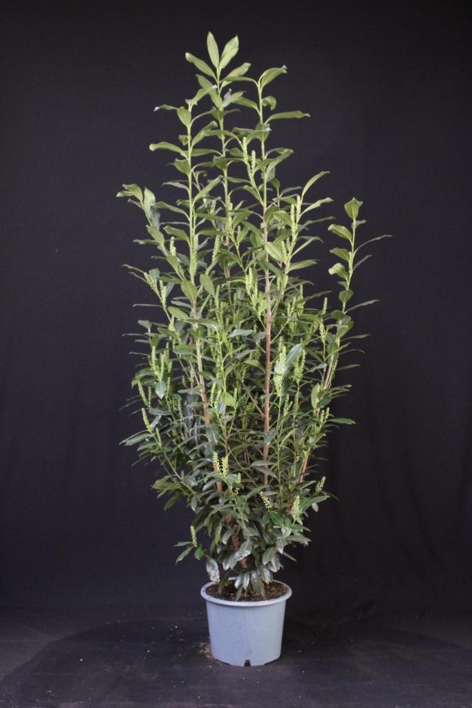 Picture of Prunus laur. Green Torch ROOTBALL 180/200cm