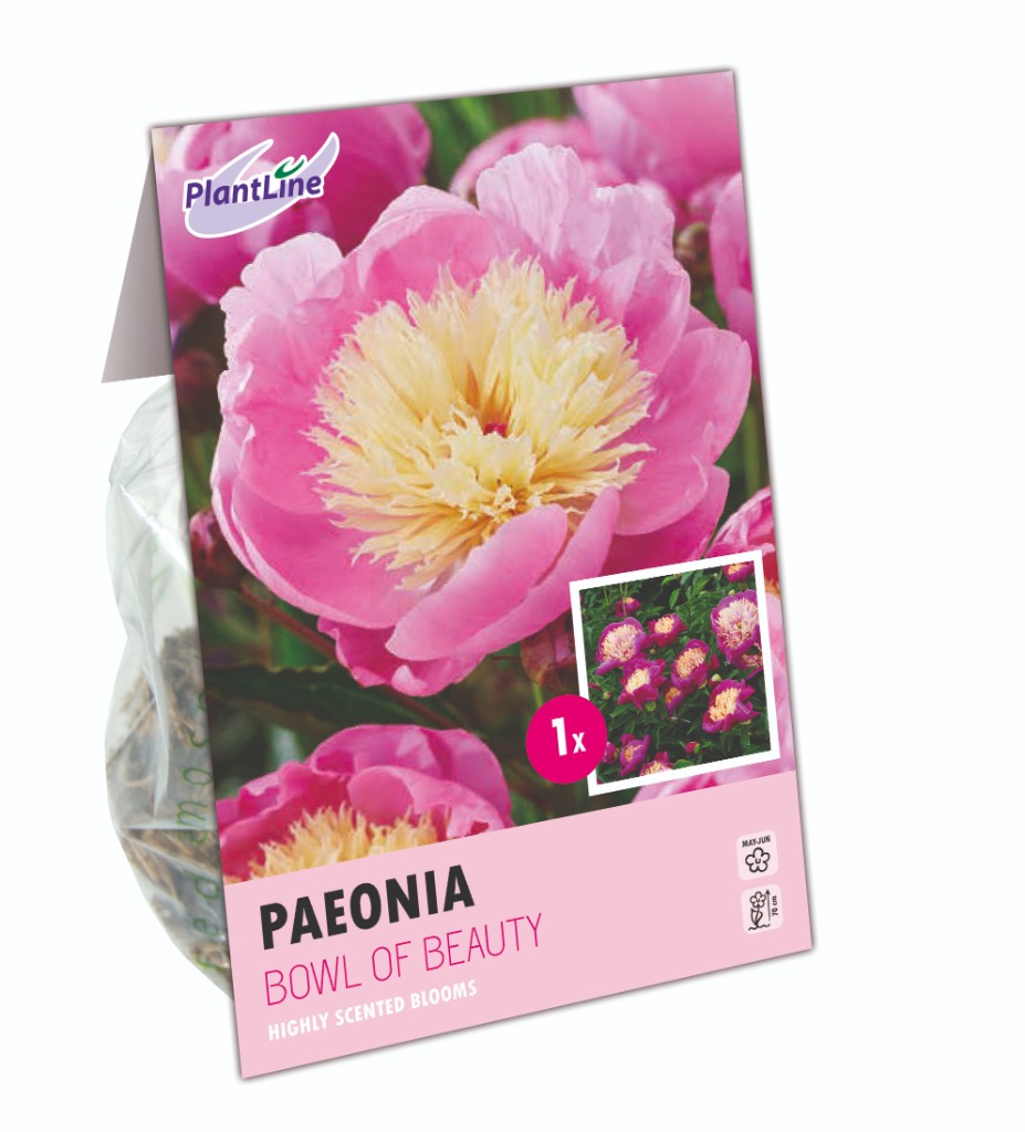 Picture of PAEONIA LACTIFLORA BOWL OF BEAUTY 10-BAGS-WITH-1 PAEONIA-IN-BOX