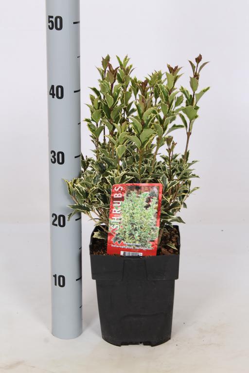 Picture of Osmanthus heterophyllus. Variegatus P17 (2 Ltr) 20/25