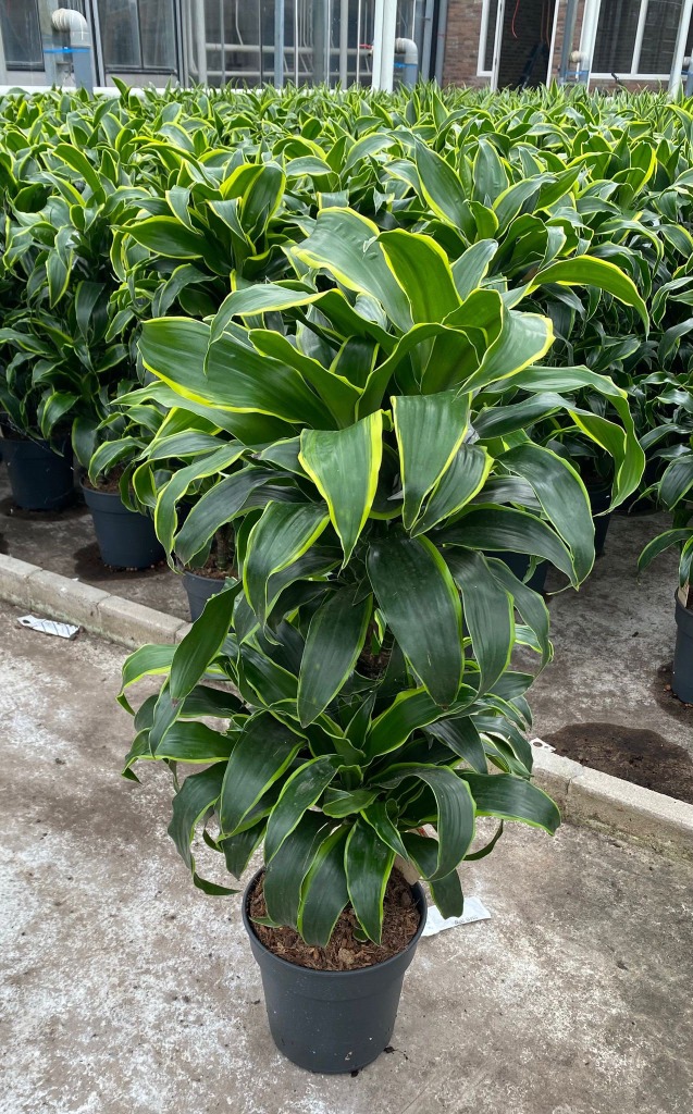Dracaena Dorado 45-carrousel