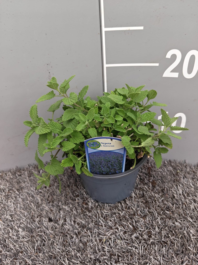 Nepeta faassenii
