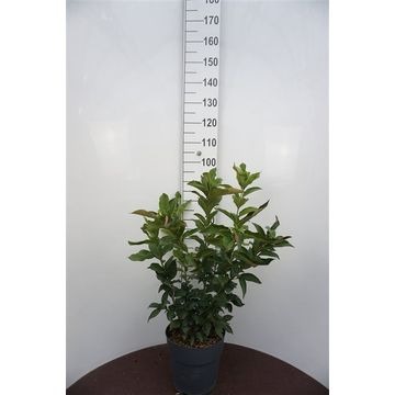 Euonymus eur. Red Cascade