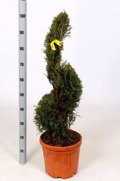 Picture of Cupressocyparis Leylandii P29 (10 Ltr) SPIRAL- 80/90