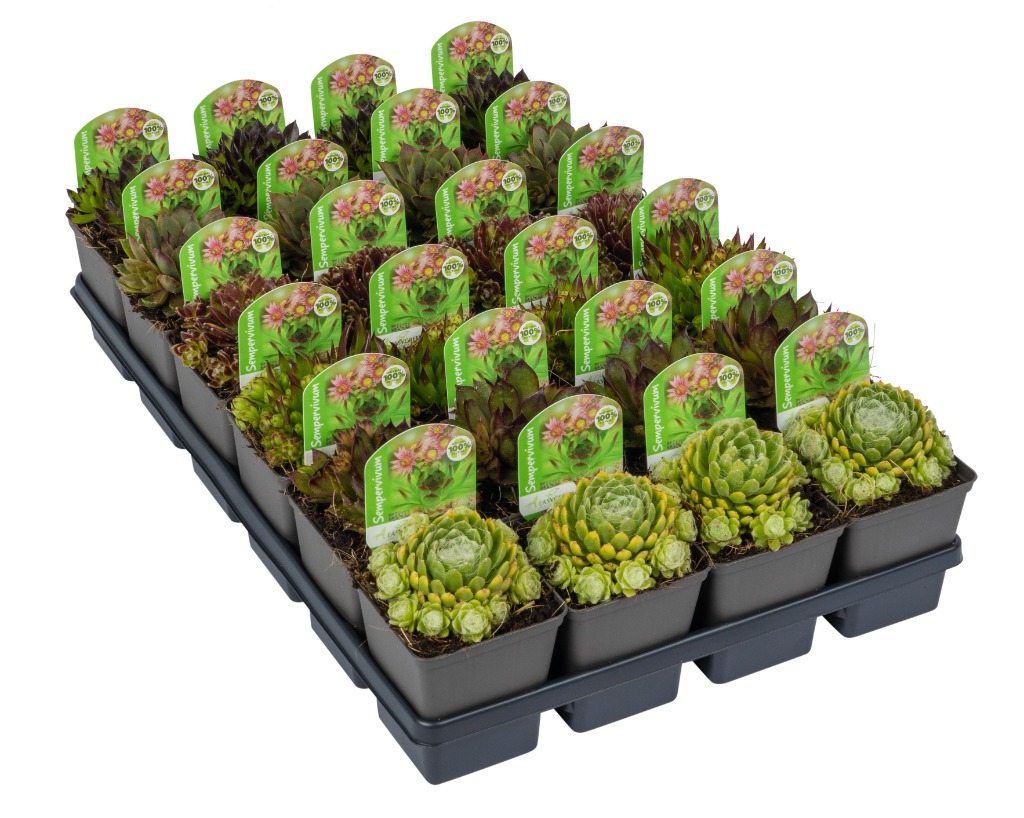 Picture of Sempervivum in varieties P7