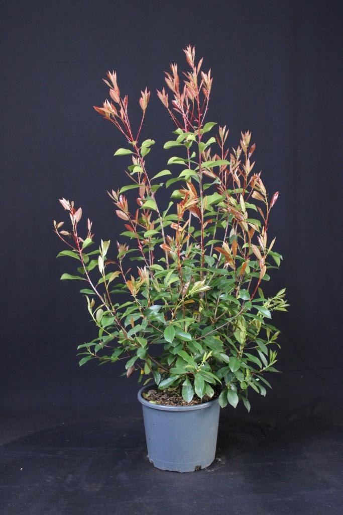 Picture of Photinia fr. Red Robin ROOTBALL 100/120CM