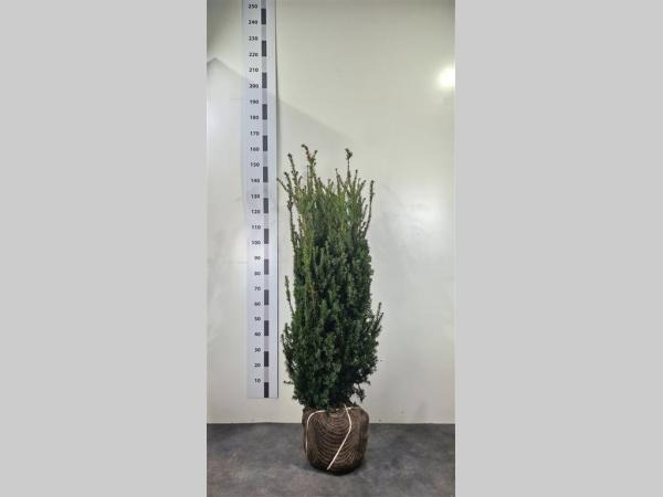 Picture of Taxus media Hillii ROOTBALL 120/140CM