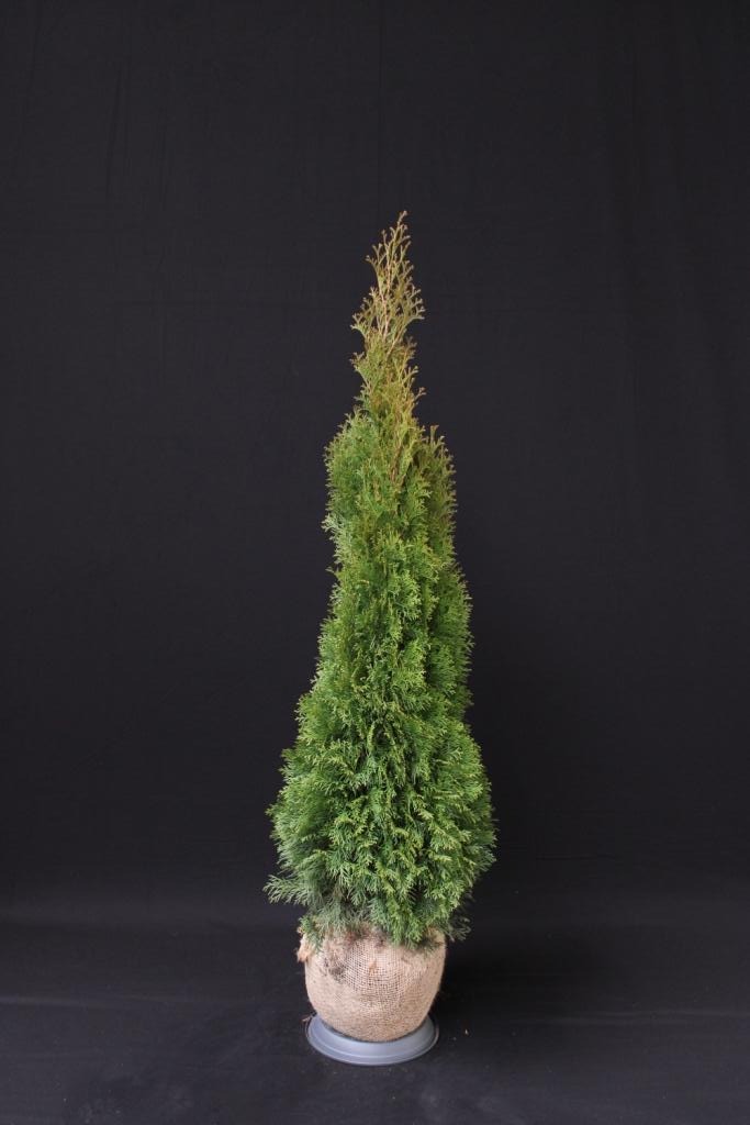 Picture of Thuja occ. Smaragd ROOTBALL 125/150CM