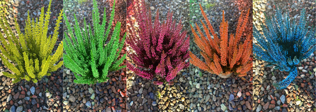 Picture of Calluna vulgaris painted in varieties P9.5 20-CM