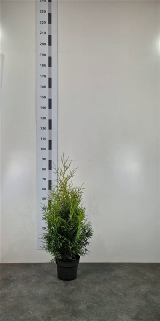Thuja occ. Brabant