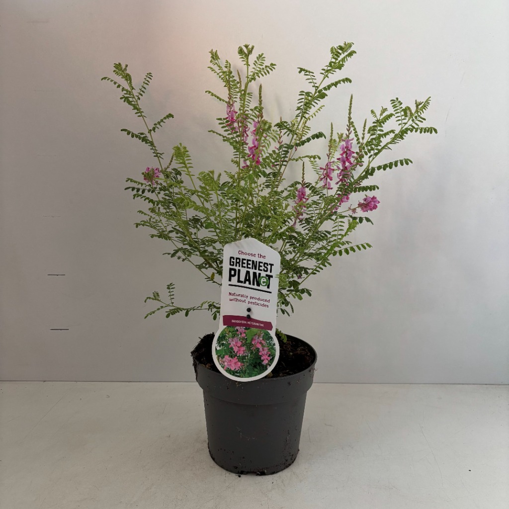 Indigofera heterantha