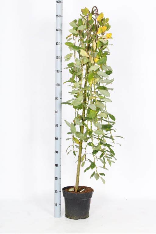 Picture of Salix caprea Kilmarnock P26 (7.5 Ltr) 120/STD