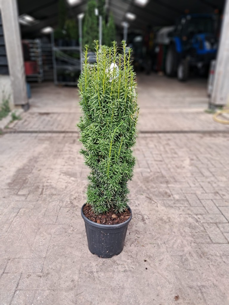 Picture of Taxus baccata David P29 (10 Ltr) 60/80CM