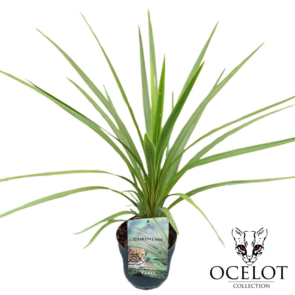 Picture of Cordyline australis Peko P17 (2 Ltr)