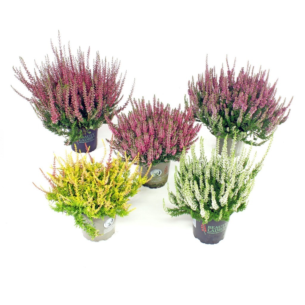 Picture of Trolley Deal 2025 Calluna vulg. Beauty Ladies in varieties P12