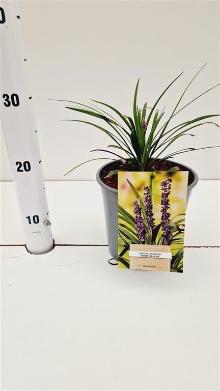 Picture of Liriope muscari Money Maker P18 (2.5 Ltr) 20/25CM