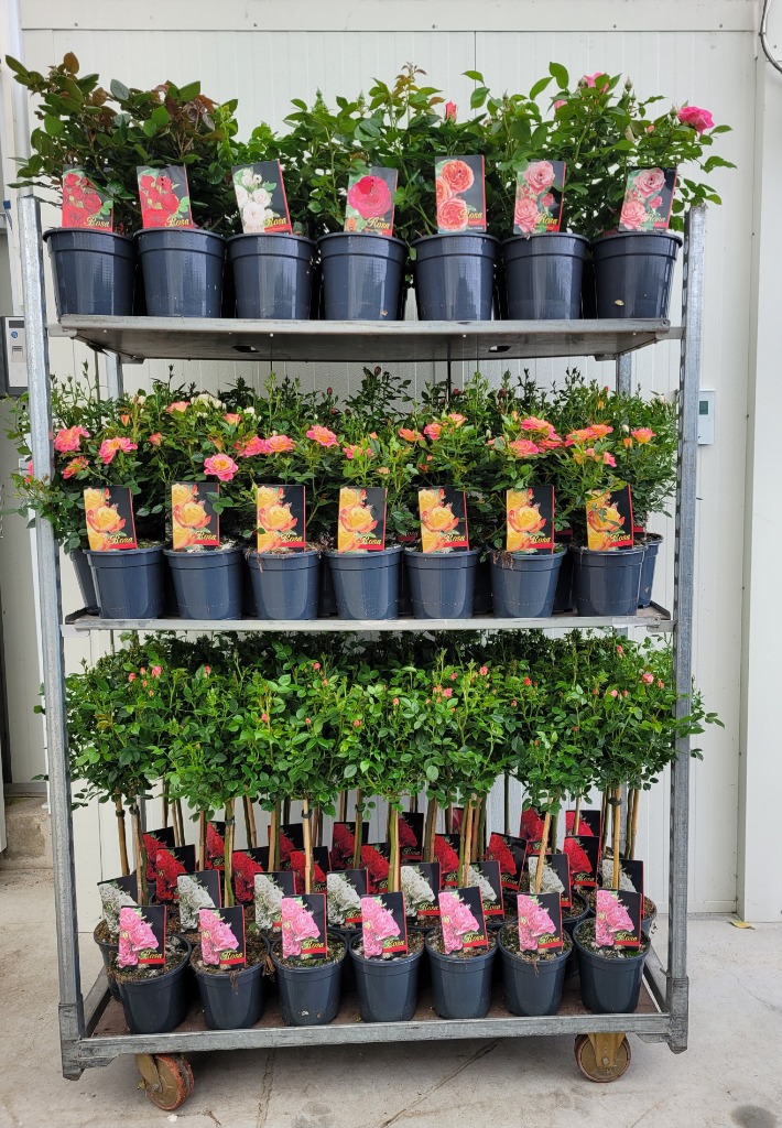 Picture of Trolley Deal 2024 Rosa in varieties & mixed sizes A4