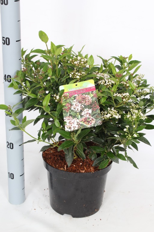 Picture of Viburnum tinus Eve Price P21 (4 Ltr)