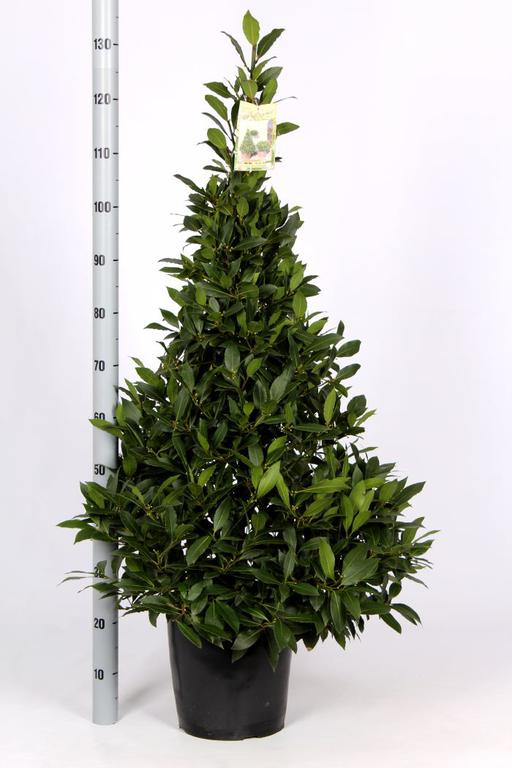 Picture of Laurus nobilis P29 (10 Ltr) 120CM-PYRAMIDS-(SIZE-INCL-POT)