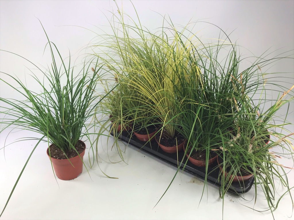 Picture of Carex in varieties P12