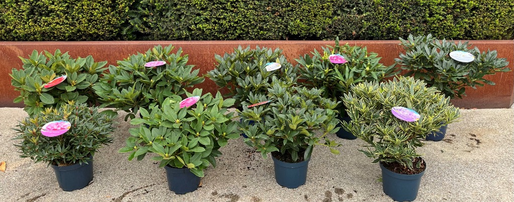 Picture of Rhododendron hybride in varieties P26 (7.5 Ltr) 50/CM-BUDDED