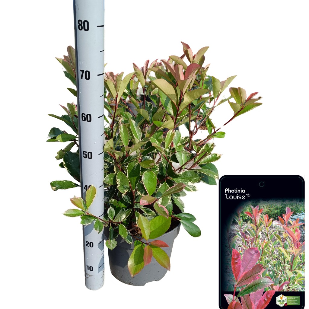 Picture of Photinia fras. Louise P29 (10 Ltr)