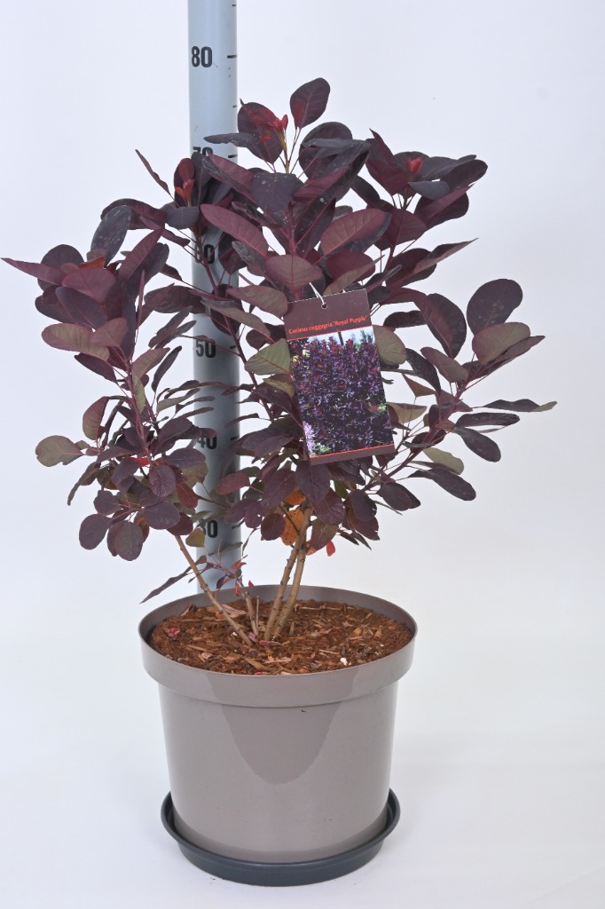 Picture of Cotinus cogg. Royal Purple P29 (10 Ltr) 60/80