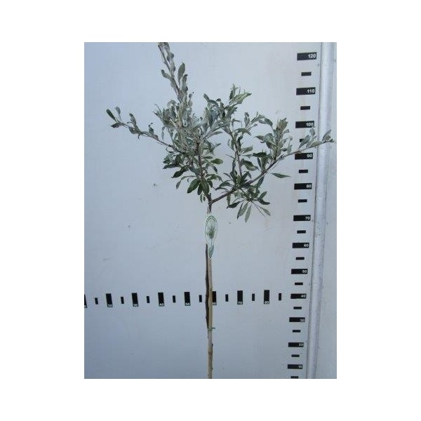 Picture of Pyrus salicifolia Pendula P21 (4 Ltr) 60/STD