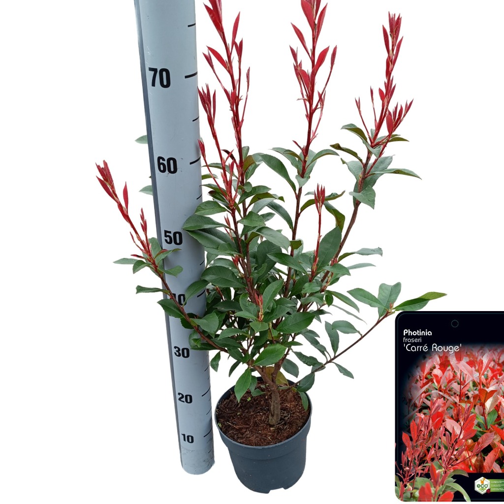 Picture of Photinia fras. Carre Rouge P17 (2 Ltr)