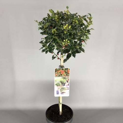 Picture of Ilex aq. Alaska P19 (3 Ltr) 50/STD