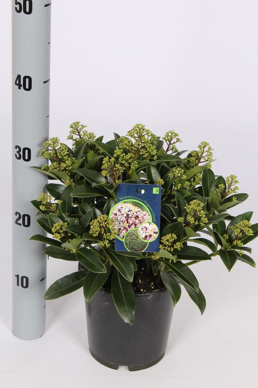 Picture of Skimmia japonica Fragrant Cloud P15 8-FLOWERS