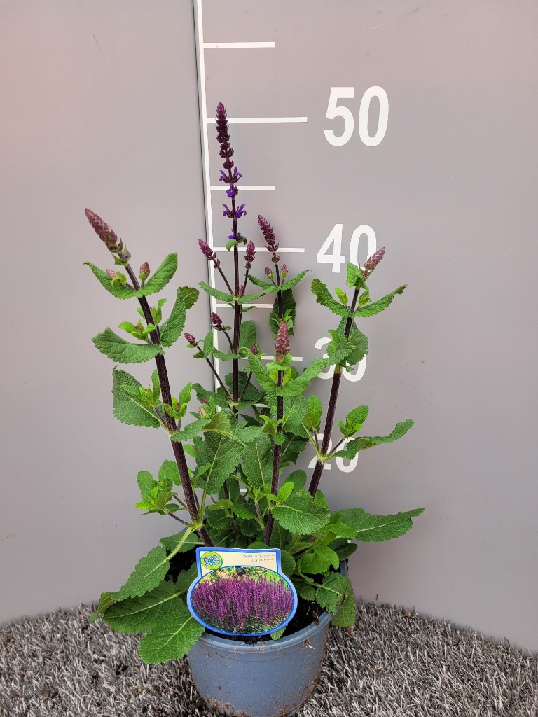 Obrázek Salvia nem. Caradonna P17 (2 Ltr)