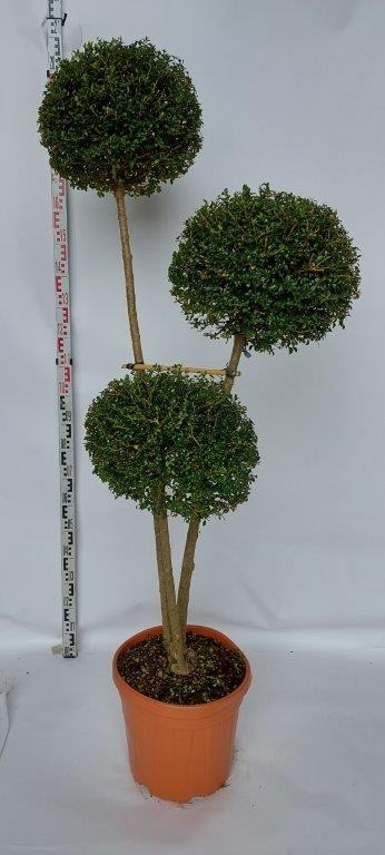 Picture of Ligustrum jonandrum C35 3 Balls + 3 Std 130/150