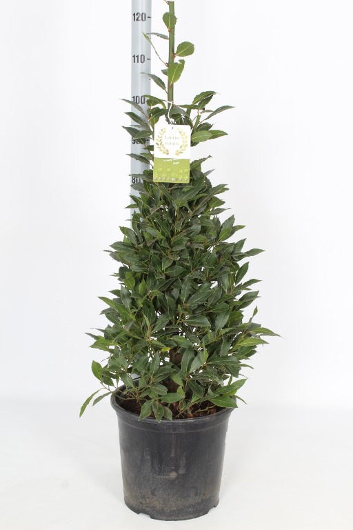 Picture of Laurus nobilis P30 (12 Ltr) Pyramids 120/cm incl pot