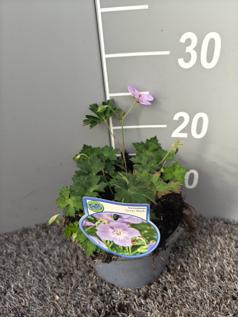 Geranium Azure Rush